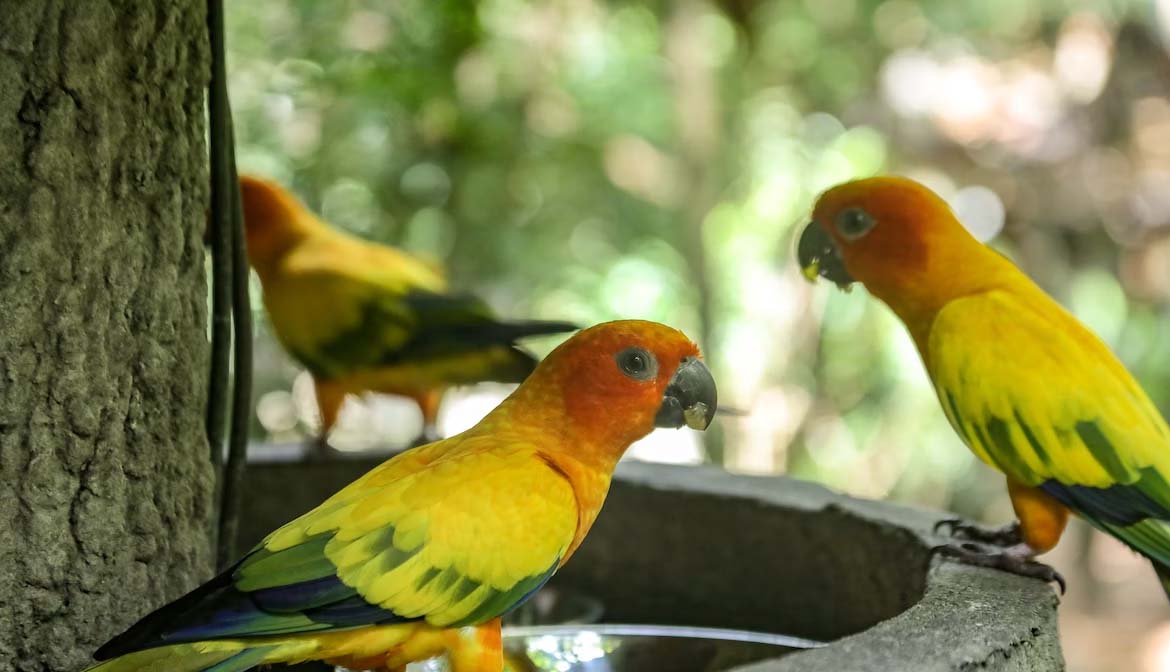 Jurong Bird Park